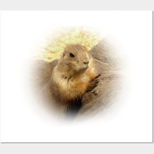 Prairie dog Posters and Art